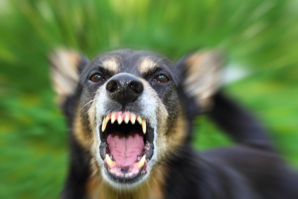 Dog Bites and Alpharetta Georgia Premises Liability Know Your Rights