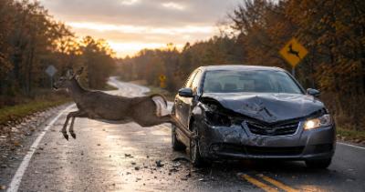 Georgia Deer Collision Accidents in Fall: Who Pays for Injuries and Car Damage?